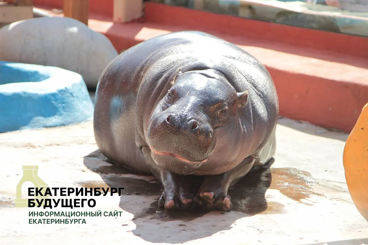 По мобпланам города обязаны без торгов и оплаты передавать здания, находящиеся в ведении департамента культуры. В перечне — Парк Маяковского, Екатеринбургский зоопарк и Театр кукол; правило распространяется по всей стране.