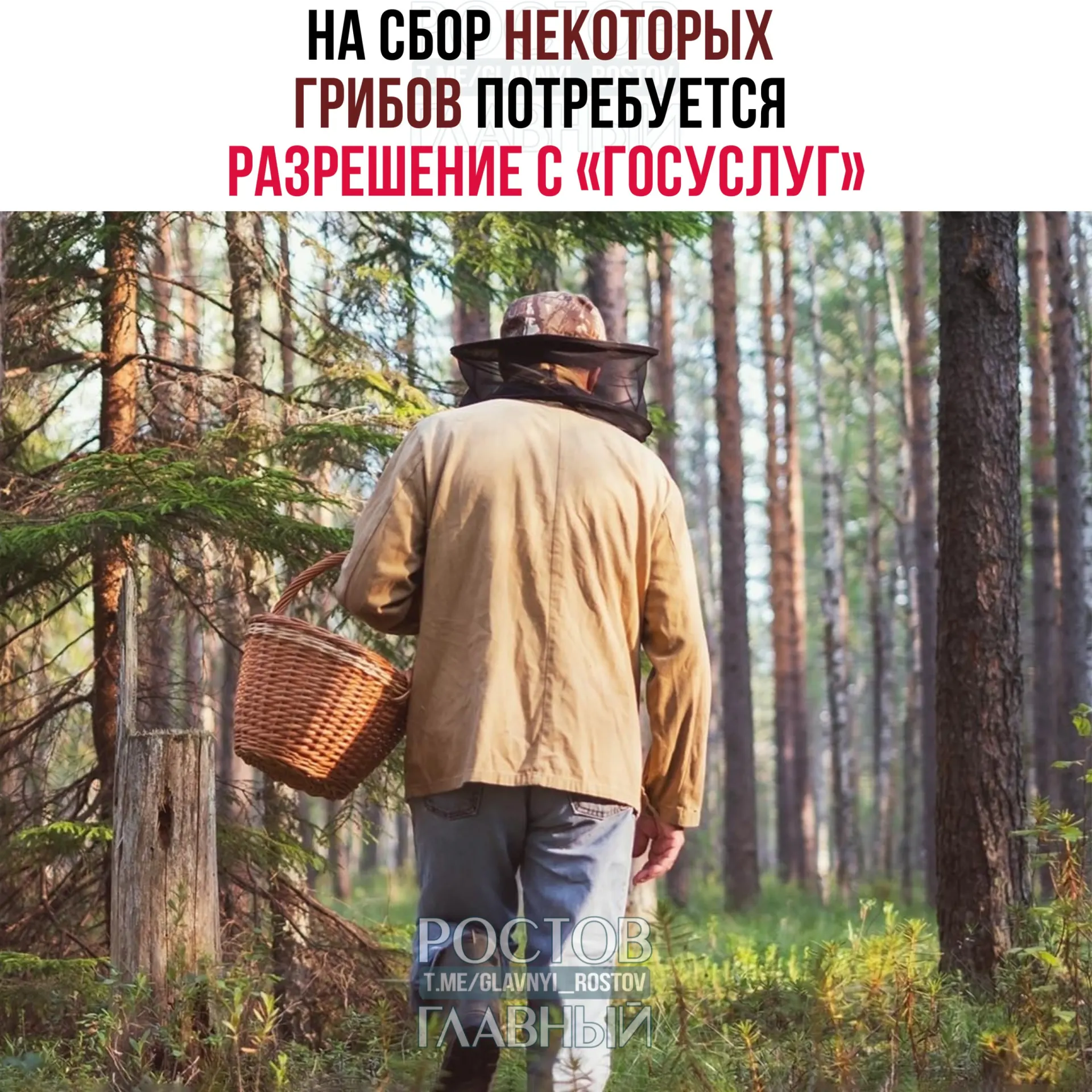 Для сбора ряда редких грибов, в том числе сыроежки золотистой и чёрного трюфеля, с 1 сентября 2027 года потребуется разрешение через портал «Госуслуги». Заявки будут рассматривать до 15 дней, за незаконный сбор краснокнижных видов грозит уголовная ответственность.