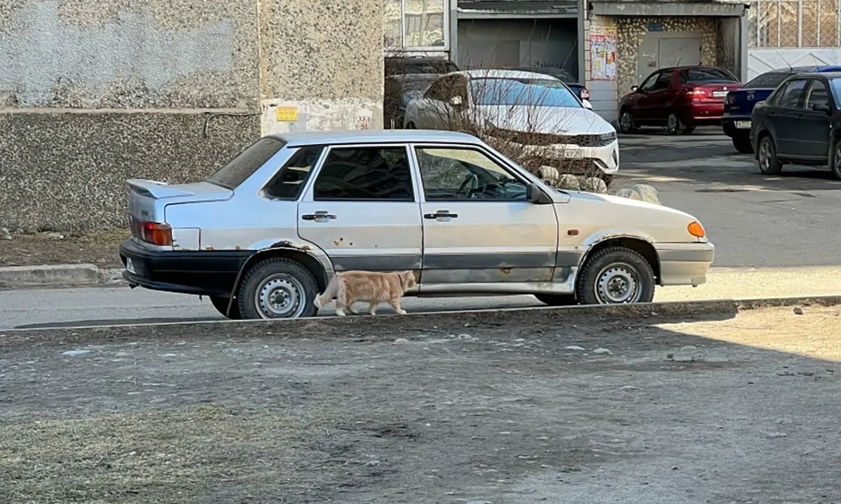 В районе Перевалки неизвестный выстрелил в кота: врачи обнаружили две пули, одна попала в органы, животному сделали операцию. Хозяйка собирается обратиться в полицию и просит жителей быть внимательнее.