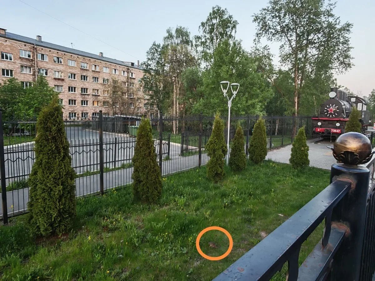 Жители и гости Петрозаводска сообщили о большом количестве крыс возле памятника-паровоза и мусорных контейнеров у вокзала: грызуны не боятся шума и людского потока.