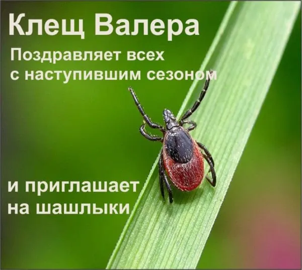 Роспотребнадзор признал Карелию неблагополучной по клещевому энцефалиту: число случаев в республике выросло в 2,1 раза — зарегистрировано 22 пациента, в том числе семь детей.