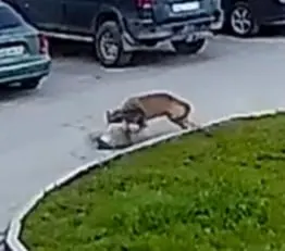 В Суоярви волки выходят в жилые кварталы по ночам; одна собака была атакована. Госохотнадзор и Минприроды просят держать домашних животных в закрытых помещениях. Сезон охоты начнётся 1 августа.