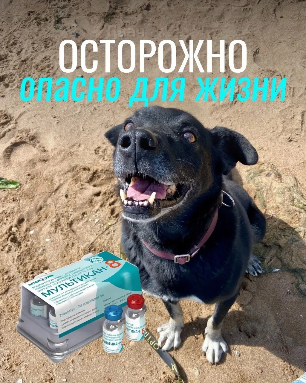Владельцы собак сообщают о судорогах, рвоте и высокой температуре после прививки; партия вакцины от бешенства была изъята для проверки.