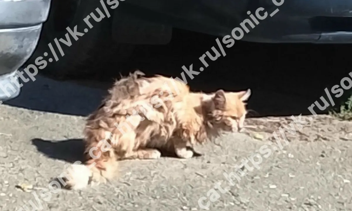 Уличного кота Соника нашли истощённым и напуганным; сейчас он в клинике в тяжёлом состоянии. Зоозащитники призывают поддержать лечение.